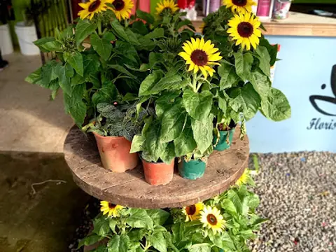 Floristería Génesis