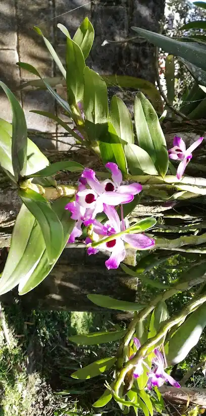 Flores y algo más
